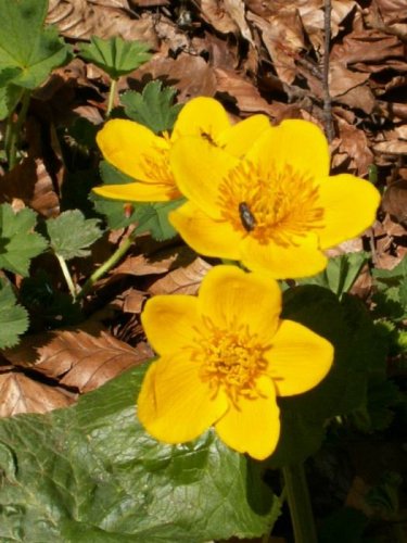 Malá Fatra - 22.5.2005